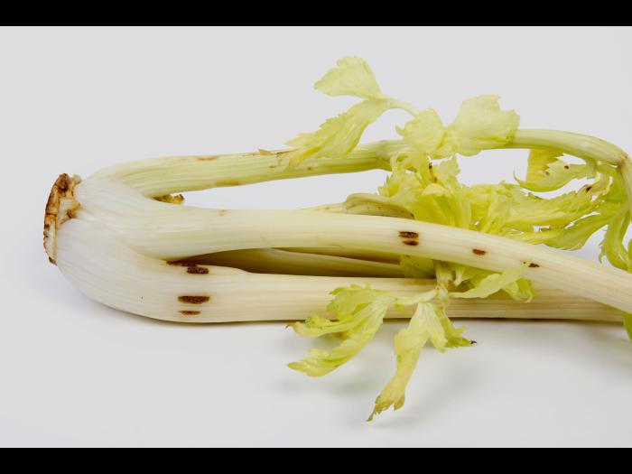 celeri_sep_42384a_dh_iriis