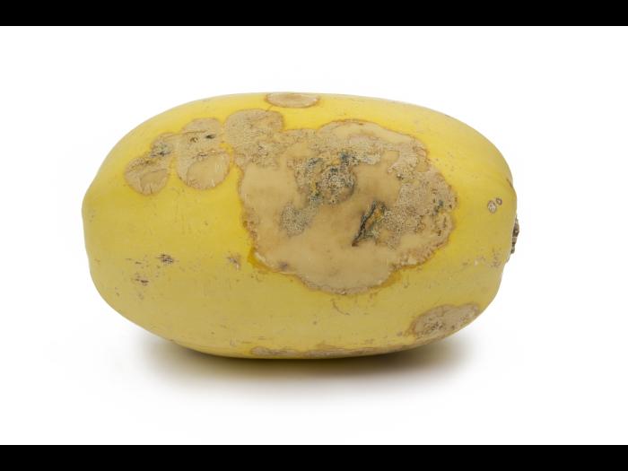 courge_stag_cucu_47288a_jv_iriis