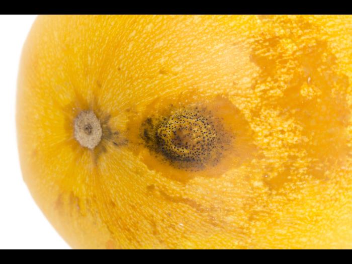 courge_stag_cucu_56498b_ad_iriis