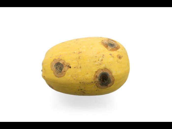 Courges - Chancre gommeux (Stagonosporopsis cucurbitacearum)_19