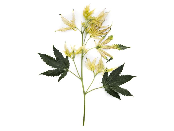 Cannabis_quinclorac (4)_2