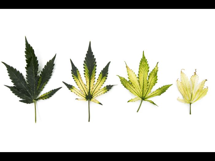 Cannabis_quinclorac (4)_6