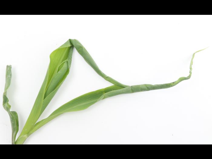 Maïs grain et fourrager - diméthénamide-P (15)_13