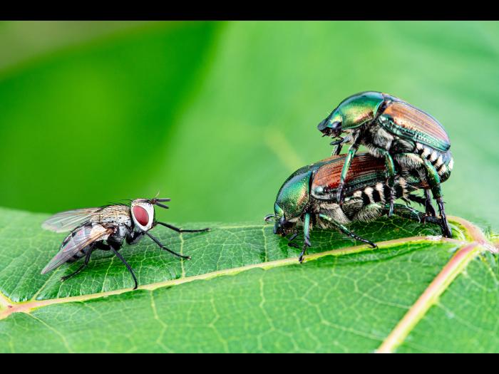 Scarabée japonais + Istocheta aldrichi