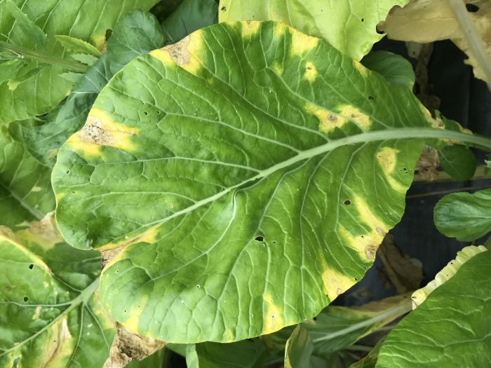 Moutarde épinard - Nervation noire (Xanthomonas campestris pv. campestris)