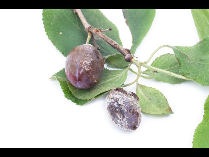 Prune - Pourriture brune (Monilinia laxa)