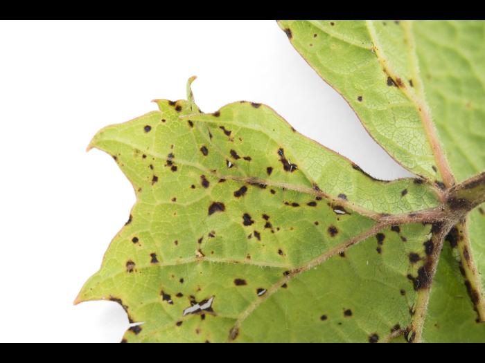 Vigne - Excoriose (Diaporthe neoviticola)