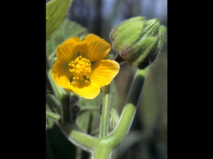 Abutilon à pétales jaunes(Abutilon theophrasti)_1