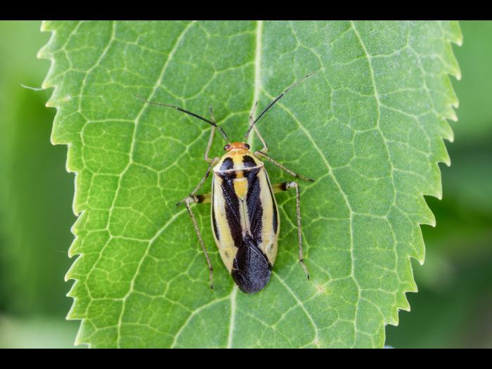 Punaise à quatre raies (Poecilocapsus lineatus_1