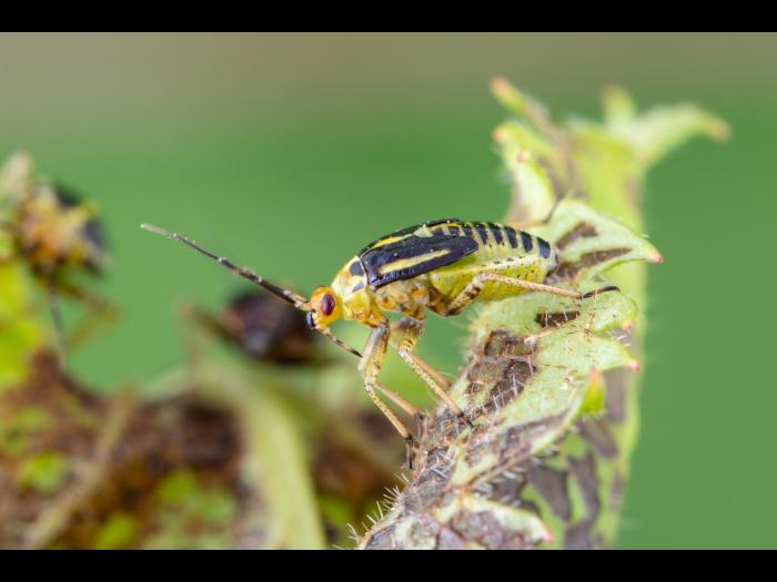 Punaise à quatre raies (Poecilocapsus lineatus_5
