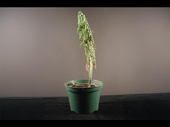 Argyranthemum - Pourriture des racines et du collet (Phytophthora cactorum)