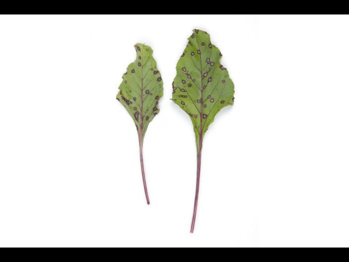Betterave - Tache cercosporéenne (Cercospora beticola)_5