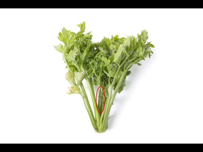 Céleri - Anthracnose (Colletotrichum acutatum)