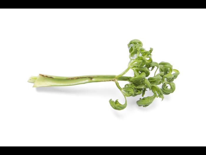 Céleri - Anthracnose (Colletotrichum acutatum)