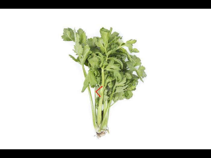 Céleri - Anthracnose (Colletotrichum acutatum)