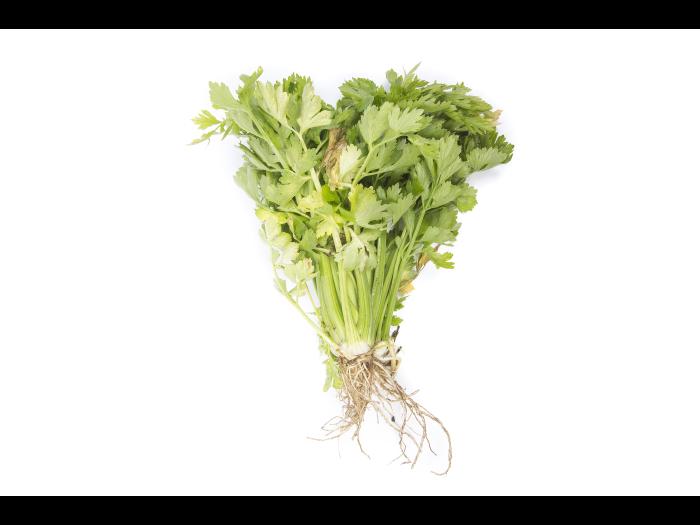 Céleri - Fusariose vasculaire (Fusarium oxysporum)