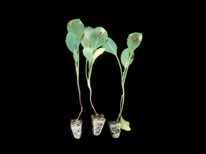 Chou pommé - Nervation noire (Xanthomonas campestris pv. campestris)