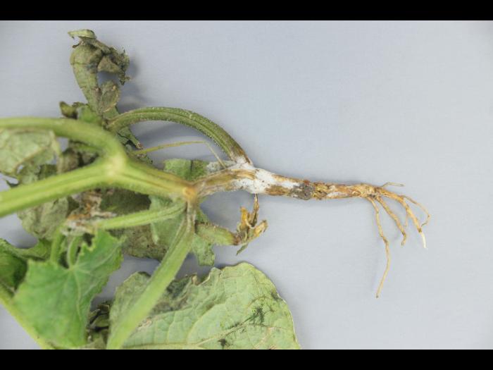 Concombre - Pourriture des racines et du collet (Phytophthora capsici)