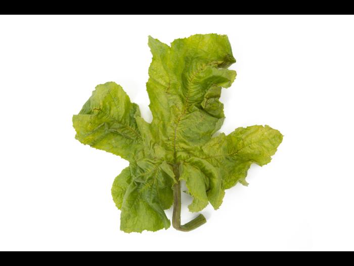 Courges - Virus de la tache annulaire de la papaye (PRSV)