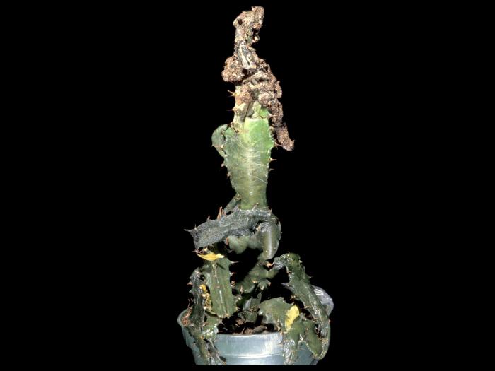 Euphorbes - Moisissure chevelue (Rhizopus stolonifer)_1