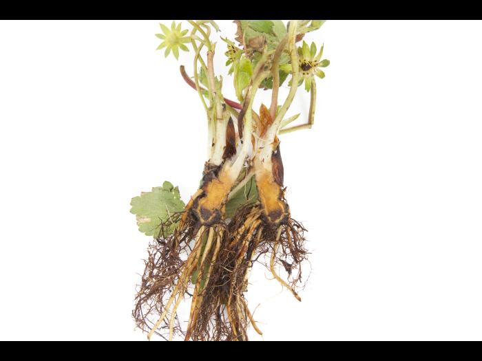 Fraise - Pourriture des racines et du collet (Phytophthora cactorum)