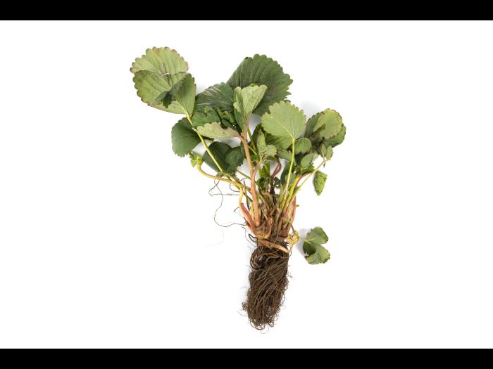 Fraise - Pourriture noire des racines_10