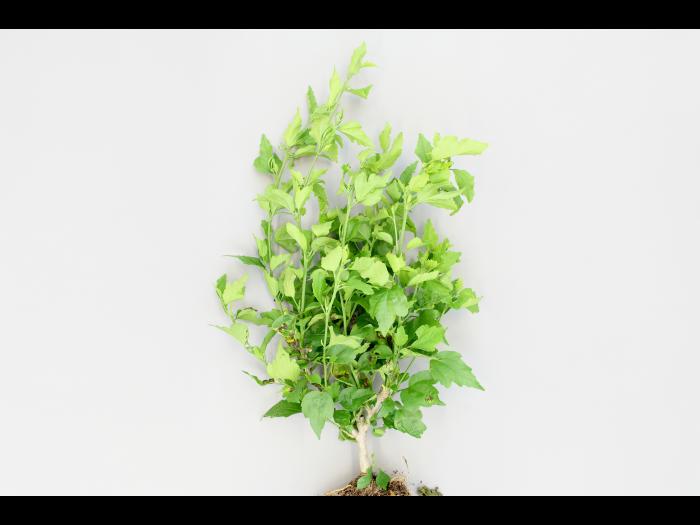 Hibiscus - Tache bactérienne (Pseudomonas syringae)_1