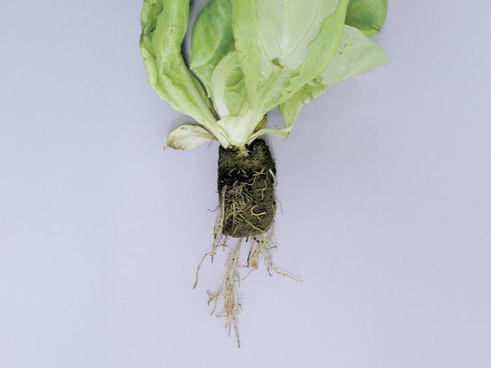 Laitues - Pourriture des racines (Pythium dissotocum)