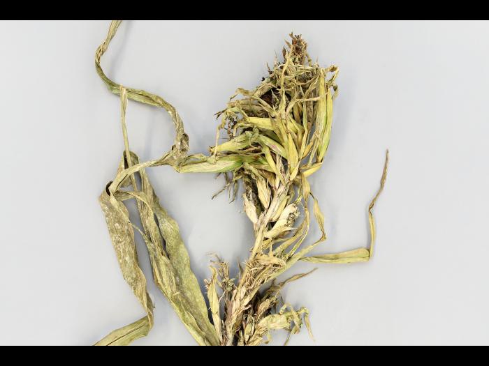 Maïs grain et fourrager - Mildiou (Sclerophthora macrospora)