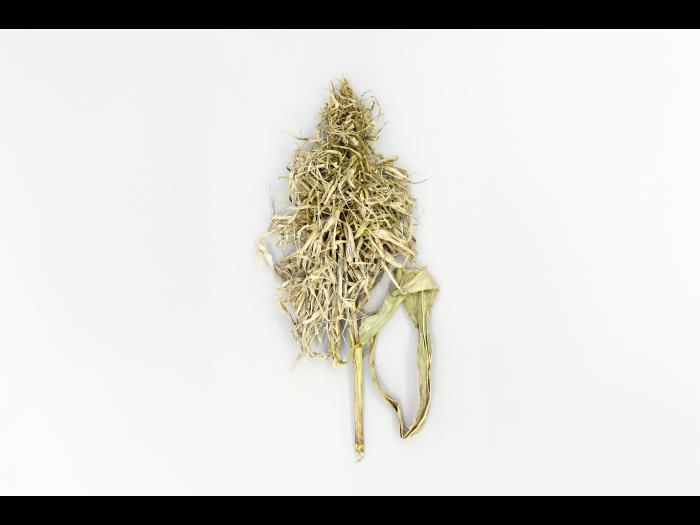 Maïs grain et fourrager - Mildiou (Sclerophthora macrospora)