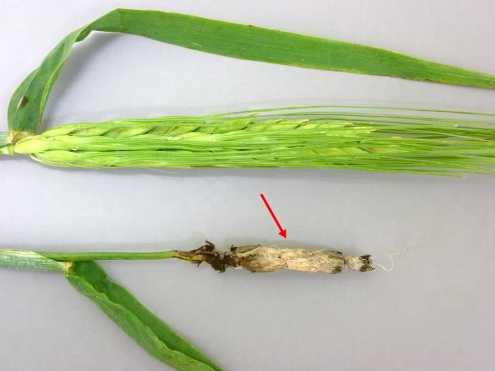 Orge - Charbon vêtu (Ustilago hordei)