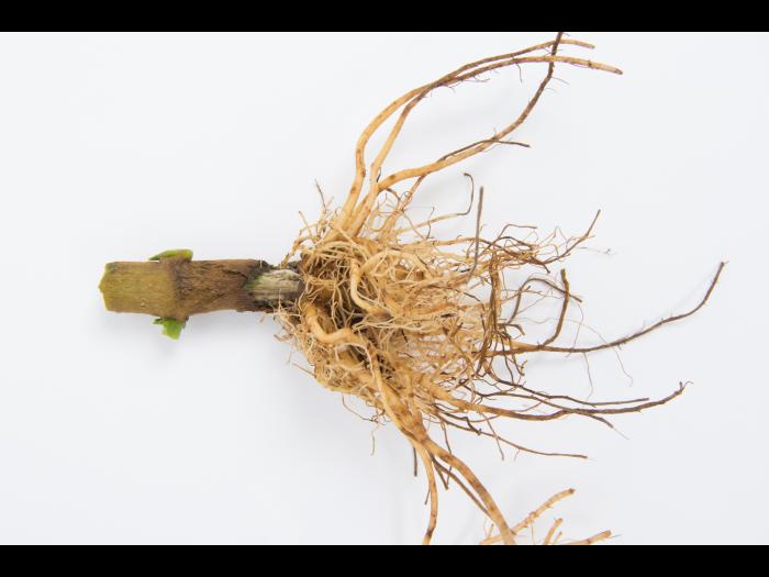 Poivron - Pourriture molle bactérienne (Pectobacterium carotovorum)