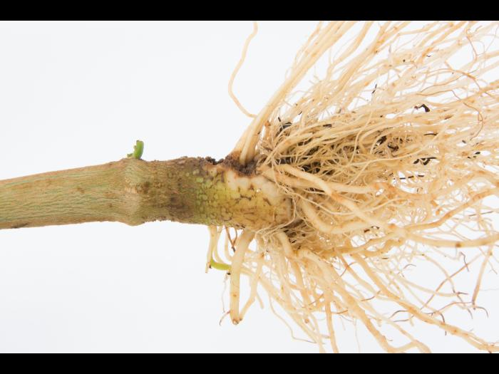 Poivron - Pourriture molle bactérienne (Pectobacterium carotovorum)