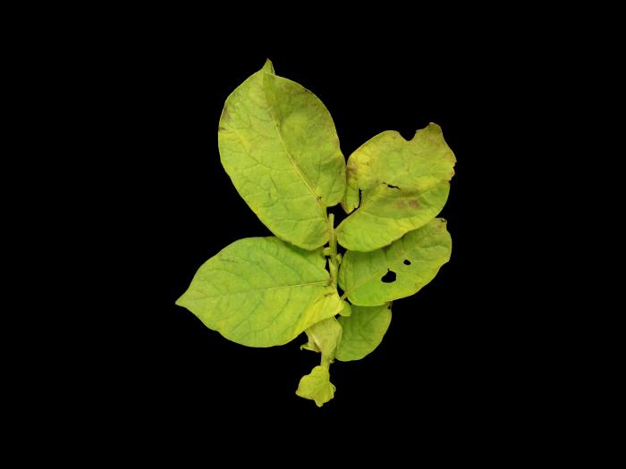 Pomme de terre - Virus de la mosaïque de la luzerne (AMV)