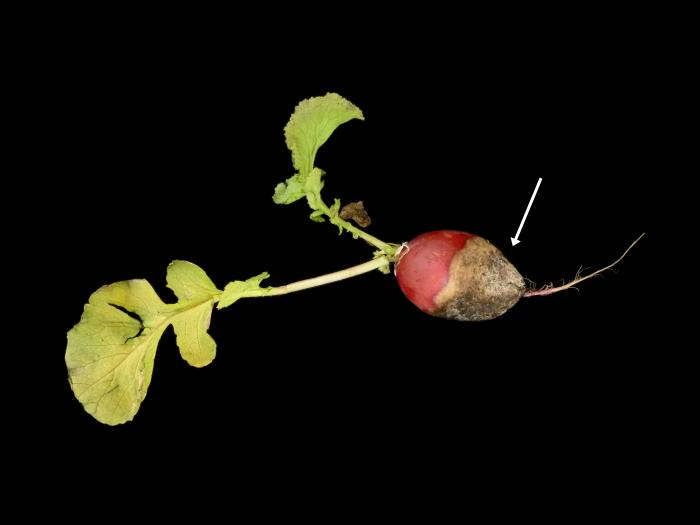 Radis - Rhizoctone commun (Rhizoctonia solani)