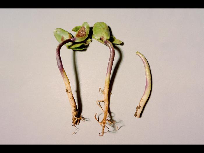 Soya - Fonte des semis (Phytophthora sojae)