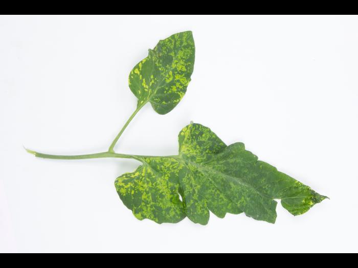 Tomate - Virus de la mosaïque du pépino (PepMV)