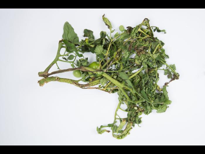 Tomate - Moelle noire (Pseudomonas corrugata)