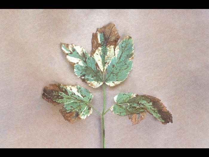 Herbes aux goutteux - Tache septorienne (Septoria sp.)