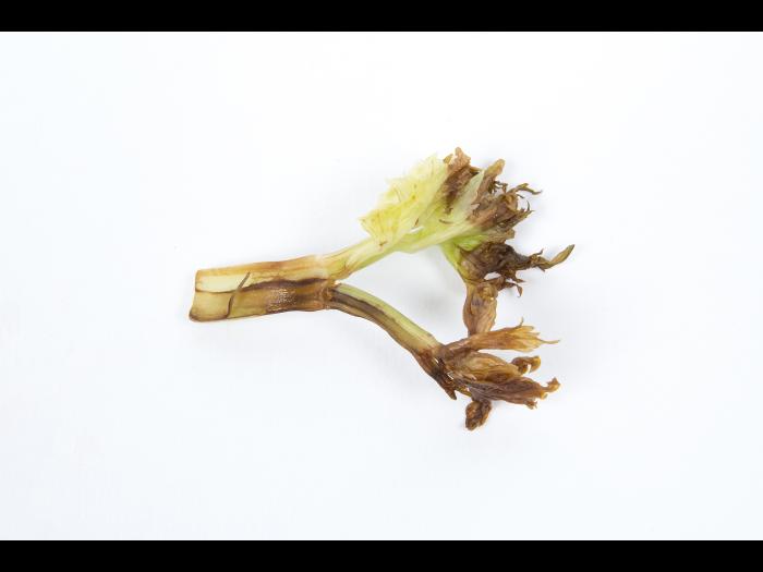 Céleri - Coeur noir (Carence en Ca)