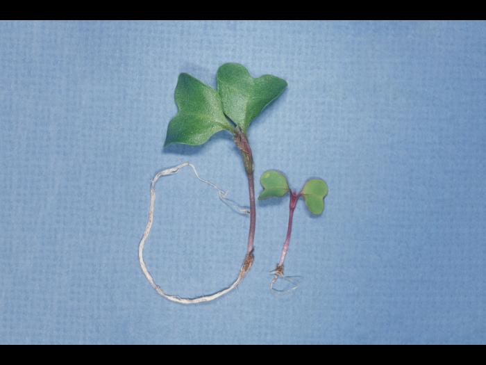 Chou-fleur - pH élevé (neutre à basique)