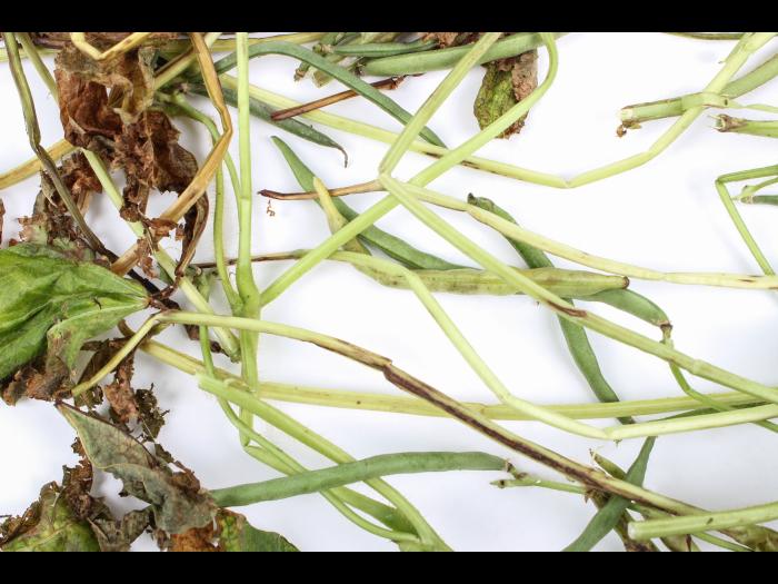 Haricot - Anthracnose (Colletotrichum lindemuthianum)_2