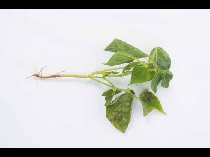 Haricot - Graisse bactérienne (Pseudomonas syringae pv. syringae)_3