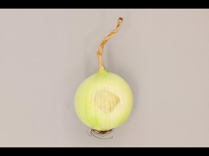 Oignon sec - Insolation (coup de soleil)_5