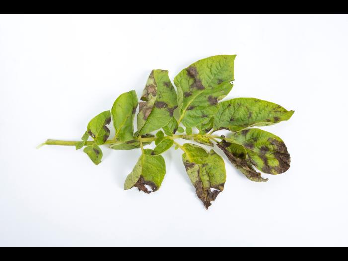 Pomme de terre - Maladies des taches brunes (Alternaria alternata)