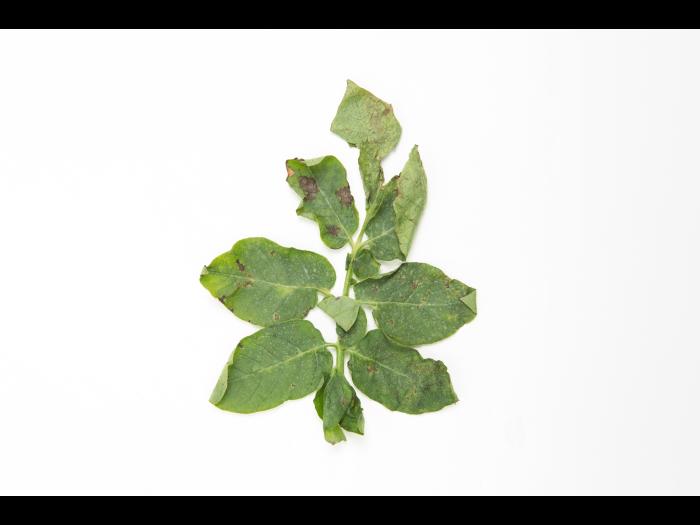 Pomme de terre - Brûlure hâtive (Alternaria solani)