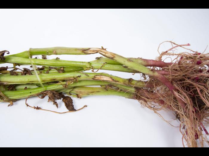 Pomme de terre - Dartrose (Colletotrichum coccodes)