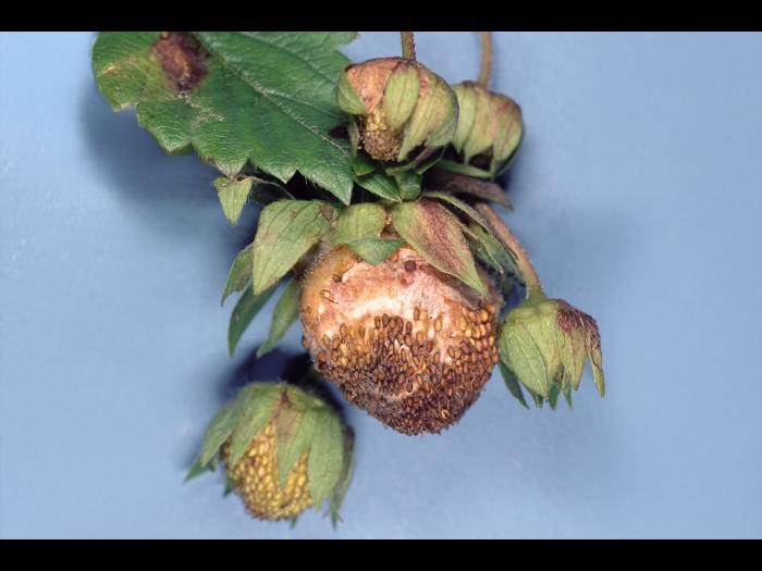 Fraise - Carence en bore