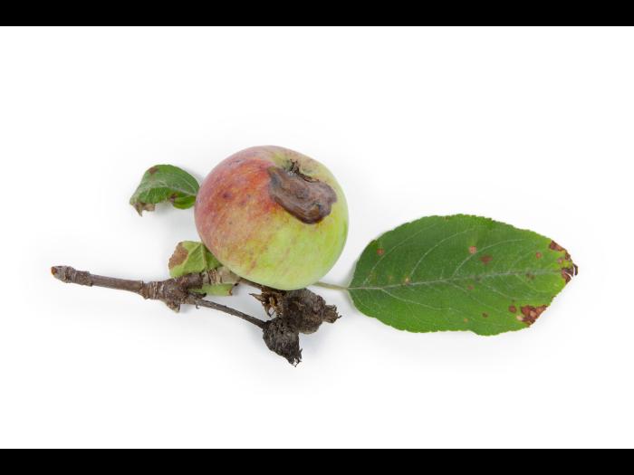 Pomme - Chancre à Botryosphaeria (Diplodia mutila)