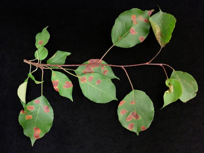 Pomme - Rouille (Gymnosporangium sp.)